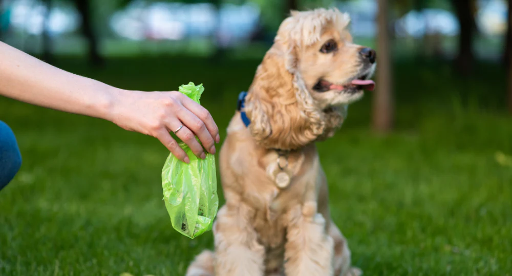 Bags to pick up dog poop best sale